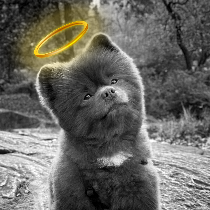 bertcoincto's tweet photo. This next chapter is for you, Bert.
Your legacy will guide us.
We will make you proud.
WOOF 🐾 #ForBert https://t.co/K08LdnHxhb