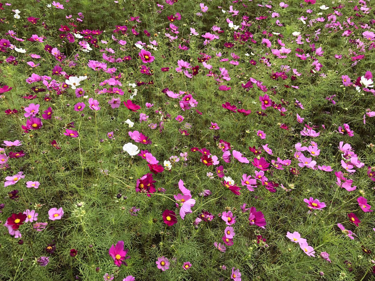 Cielble03672737's tweet photo. おはようございます✨

私事にて、実家に帰ってきました
大好きな秋桜が
一面に広がってました😊 https://t.co/2cCRRgjaQj