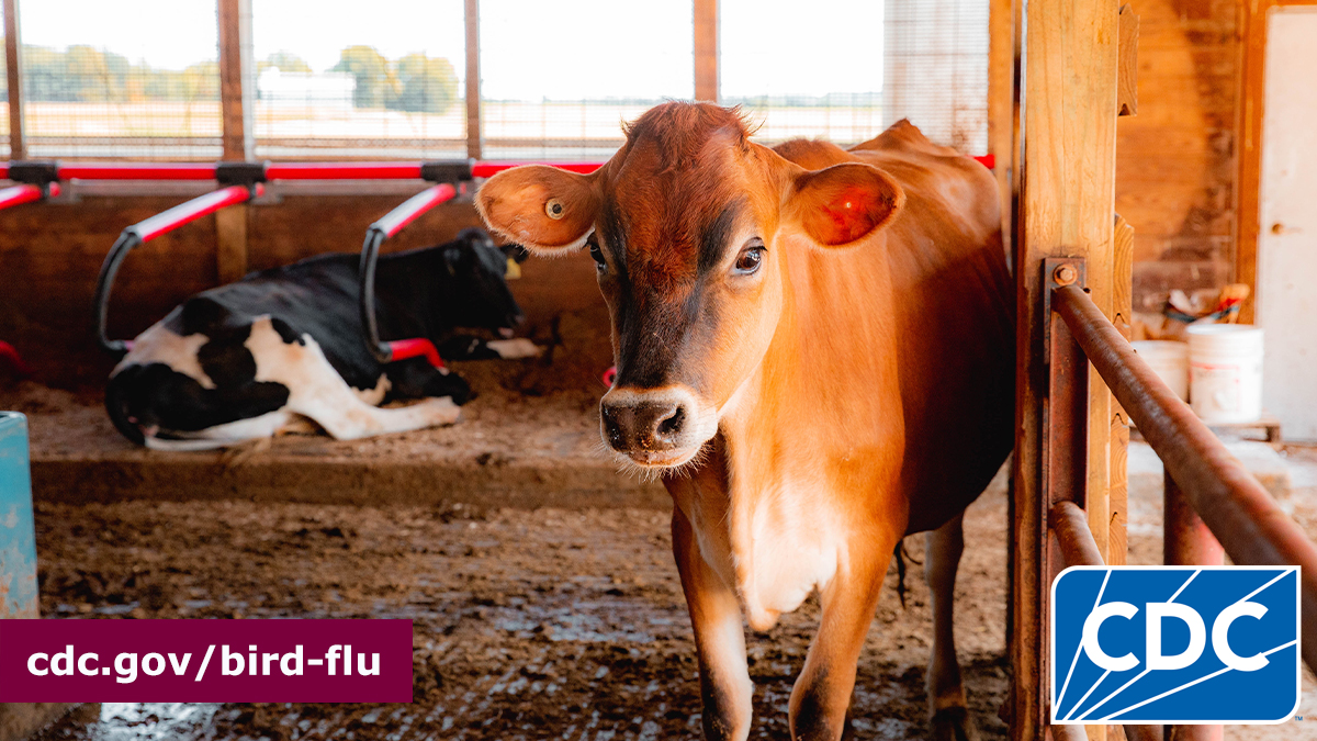 CDC continues to share regular updates on the current #birdflu situation in the U.S., including updating a case count table three times weekly. The table also shows total cases by state and source of exposure.    

Read more: bit.ly/3BMOL9V