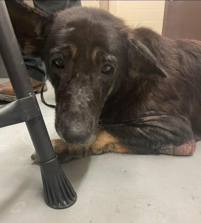 LisaBrabson's tweet photo. I am BEGGING U to PLZ HELP SAMSON  #A375021 darling boy has easily treatable skin condition,but is so miserable because it hurts 😭 
He's giving up,won't come out of his kennel.
Tender baby,needs a home &amp; someone to love him 
PLZ #ADOPT #FOSTER OR #PLEDGE TO ATTRACT A RESCUE #TX https://t.co/OPnZN1HlwD