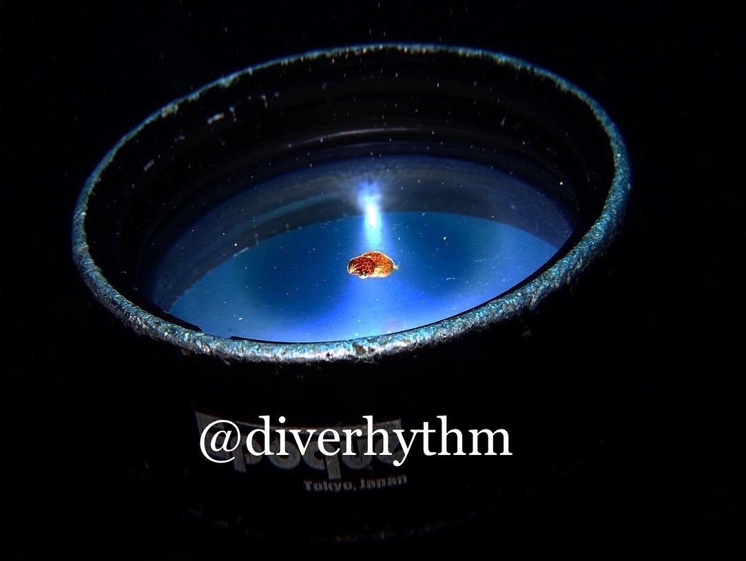 diverhythm's tweet photo. 古のTG3民
#TG水中写真 https://t.co/1DSWkon4F3