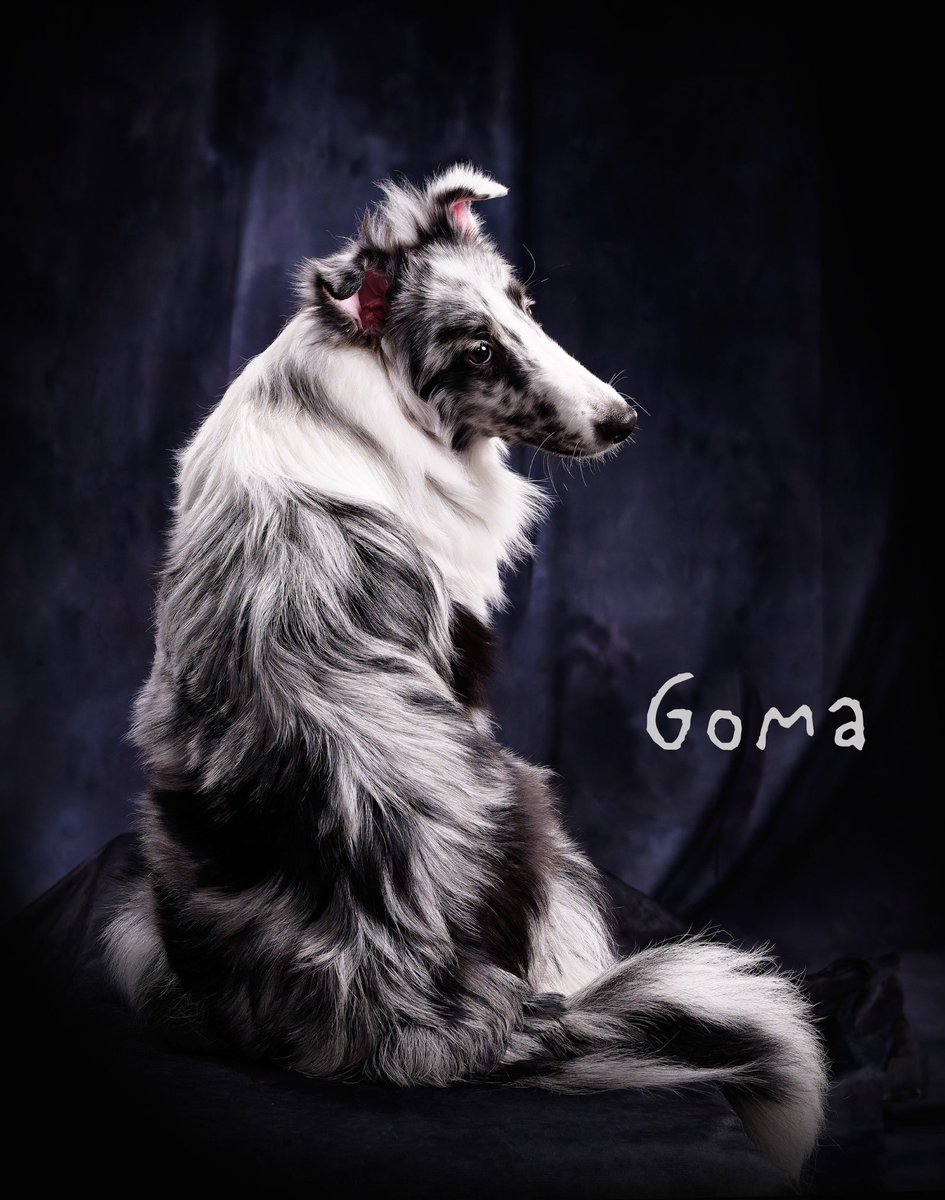 毛並み本来の美しさを
フォトランドドッグスタジオさんに
撮影していただきました！
#シェルティ
#シェルティごま