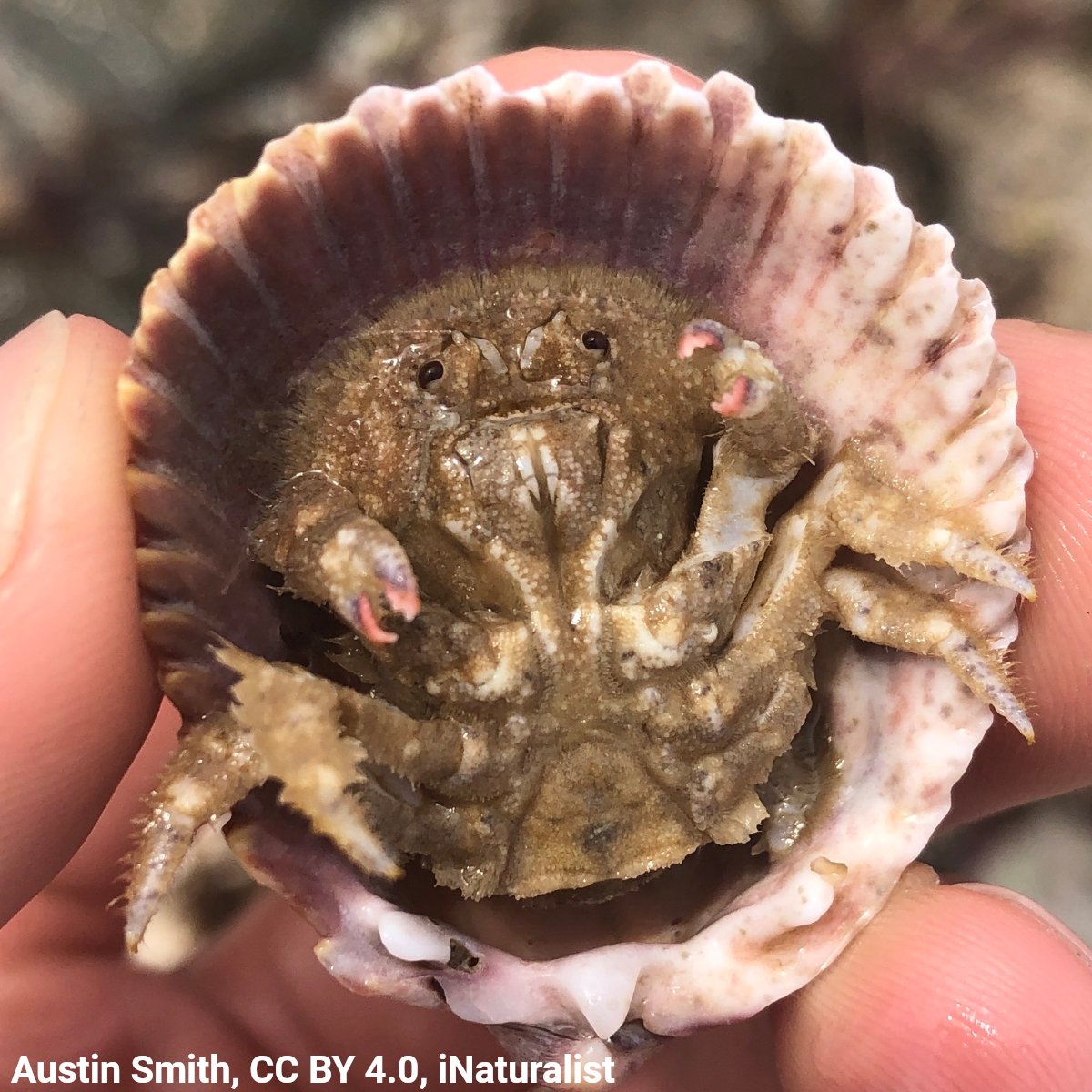 Have you ever seen the granulate shellback crab? Unlike hermit crabs—which hide inside their chosen shells—this unusual-looking crustacean uses its posterior legs to hold a shell onto its back, protecting it from foes.