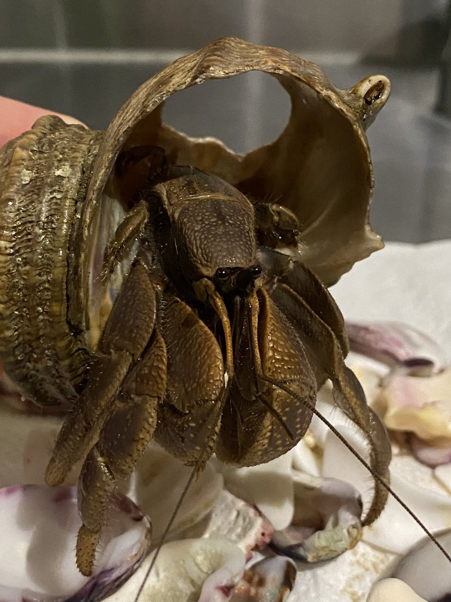 バカでかいオカヤドカリ居たんだけど笑