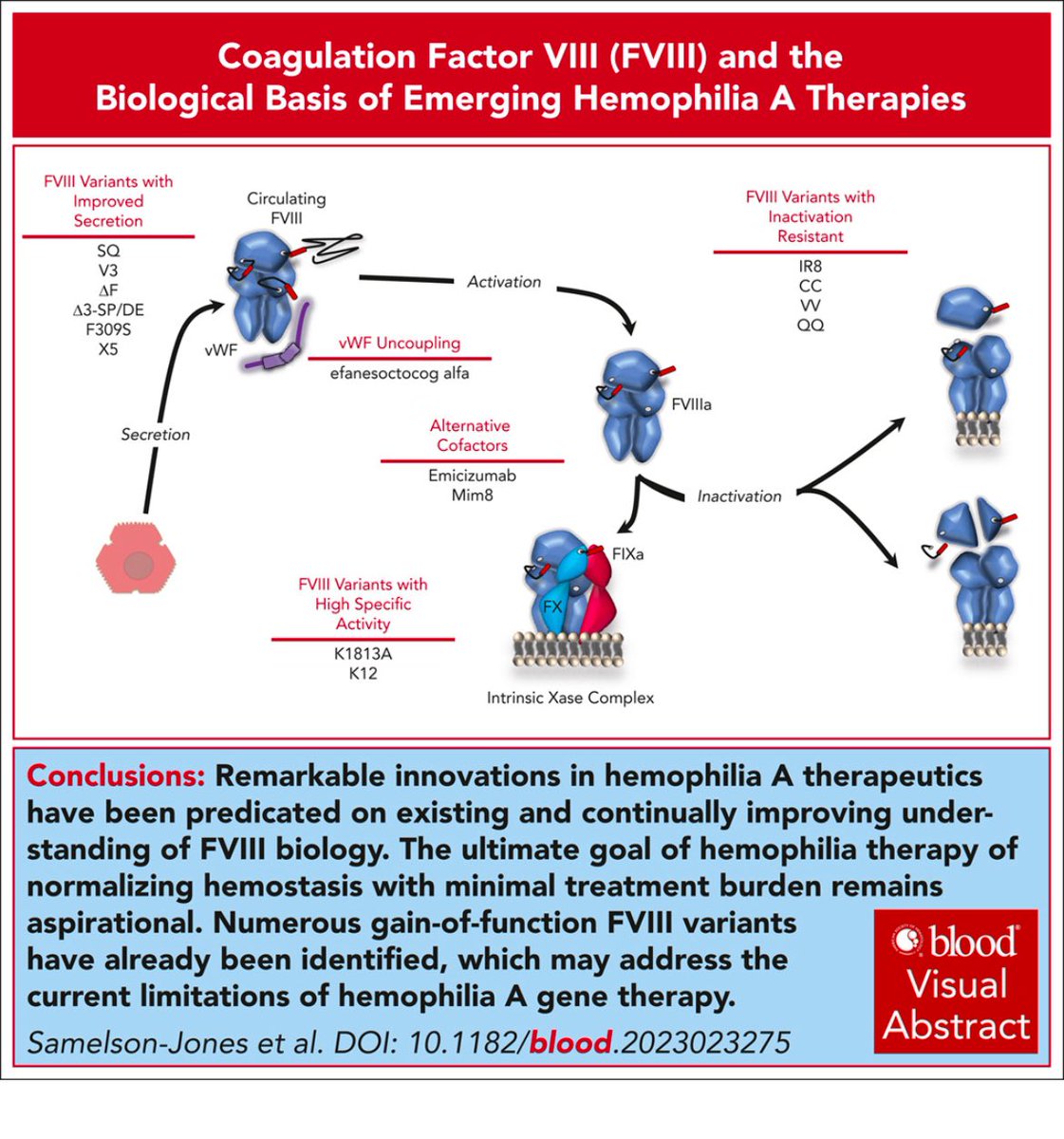 Here is our just published review in #Blood focusing on how new biological insights into #FVIII 
are setting the stage for new #hemophilia therapies. 

#hemesky #medsky

authors.elsevier.com/a/1k8Qn1UYwnF7k