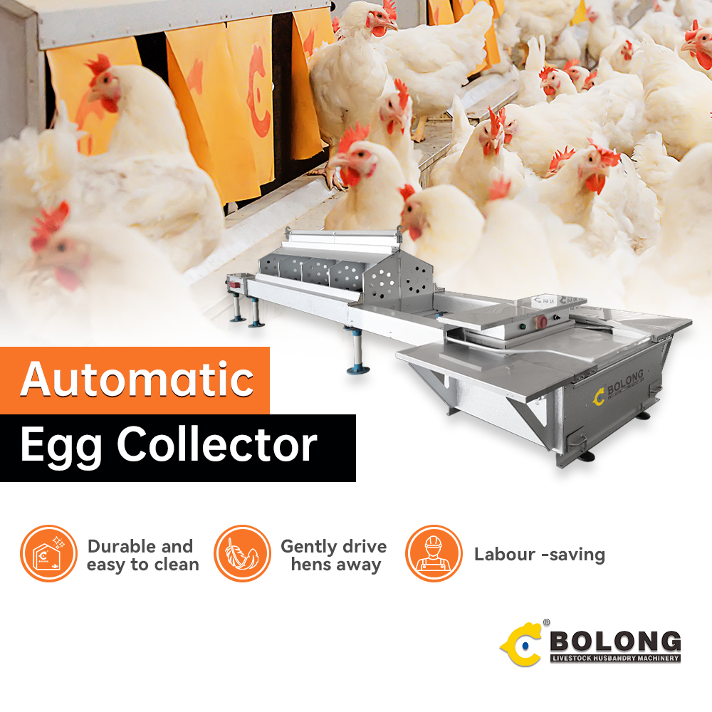 bolongcompost's tweet photo. Say Goodbye to Backbreaking Egg Collection! 
No more manual labor
Let the eggs roll in automatically 
Imagine having all day, every day to focus on what matters most... Your farm's growth! 
Click to learn how our automated egg collection system can transform your operation https://t.co/z6DdpTTiHU