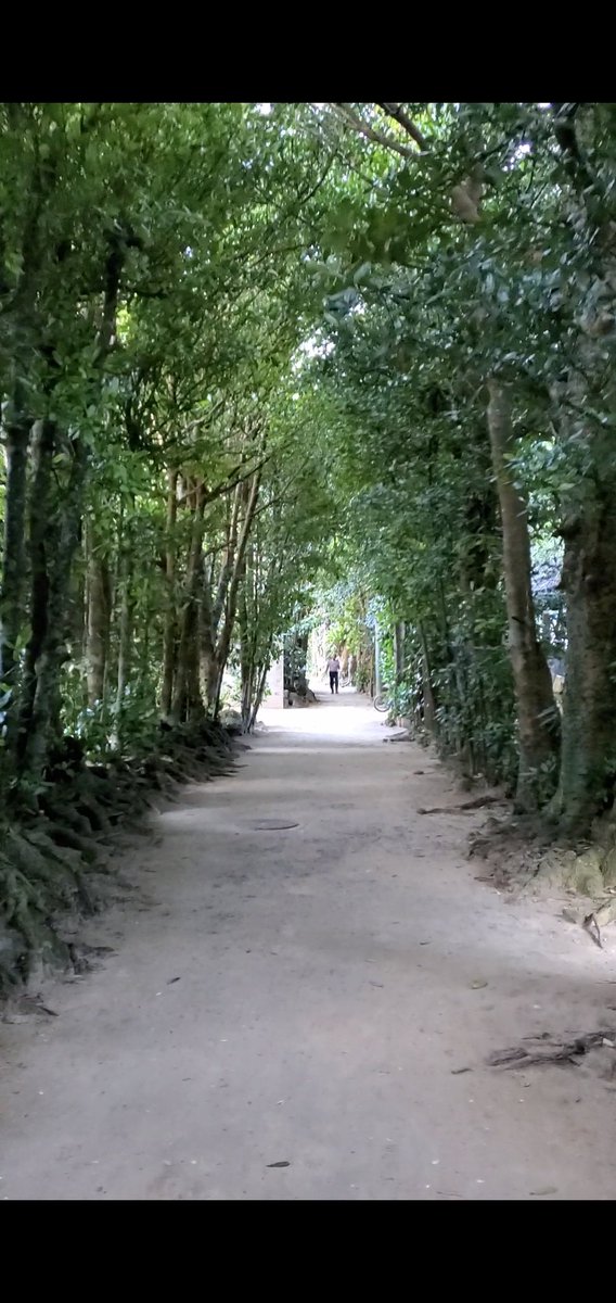 Abu0523simba's tweet photo. 沖縄旅行1日目！
美ら海水族館へからフクギ並木、その後最初のホテルへ！
海最高ー✨猫可愛いー🐱💖
ホテルも素敵だった✨😊

#沖縄旅行 #沖縄 #フクギ並木 #旅行 #travel #trip https://t.co/U1GThoCWWX