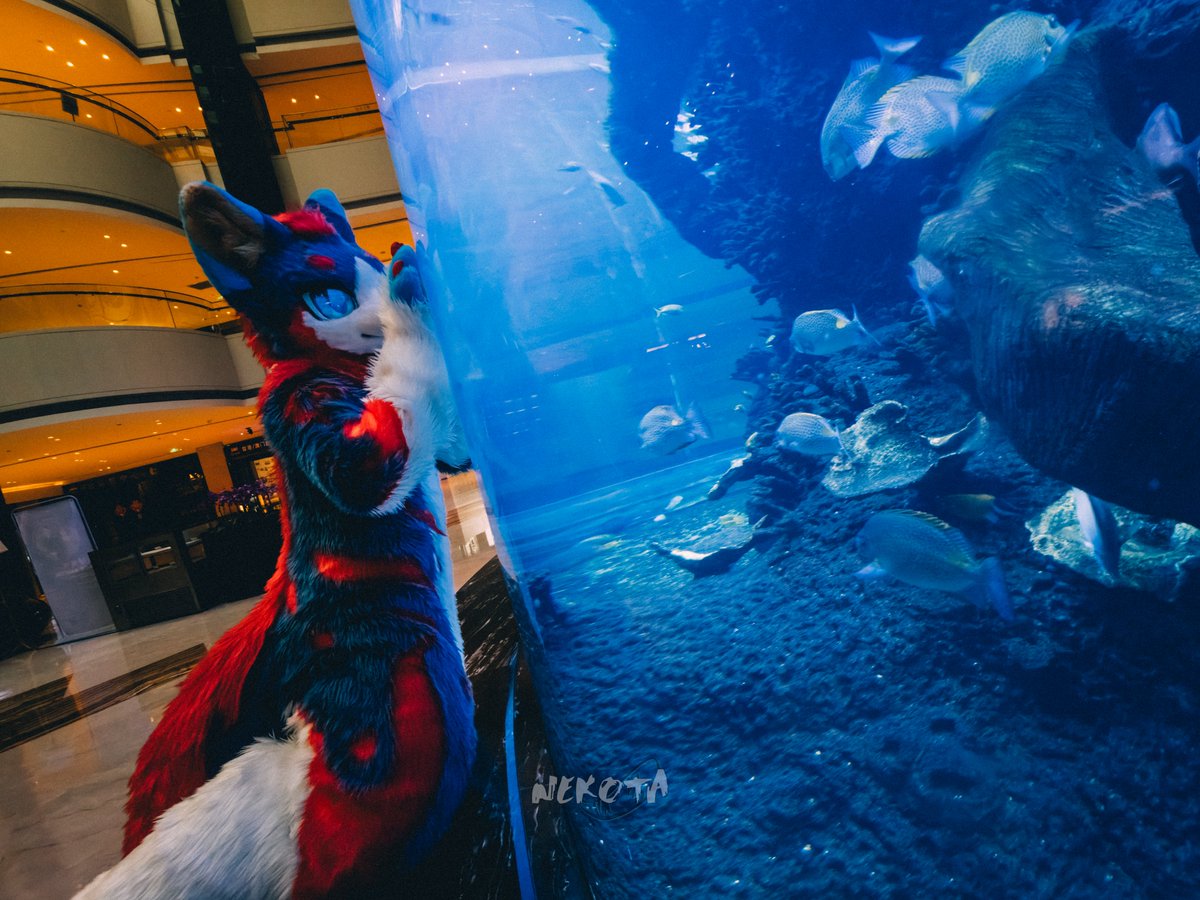 #FursuitFriday

幽蓝色的空箱内游荡的是鱼儿还是我们的梦？

拍摄：<a href="/hinekota/">ネコタ@NEKOTA➡HiFurry</a>