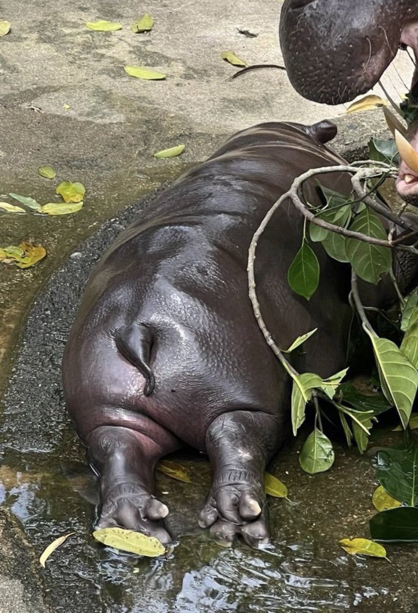 <a href="/and_khamoo/">Khamoo.andthegang</a> ชอบมะ ชอบมะ ส่วนสัดอวบอัดอย่างเงี้ยะ 

ช่วยกันโหวตน้องหมูเด้งกันด้วยนะคะะพี่ๆ ✨💖🥺🙏🏻

<a href="/MooDengSOL/">Fan Page | Moo Deng</a> <a href="/moodengx/">Moo Deng Fanclub</a> #moodeng