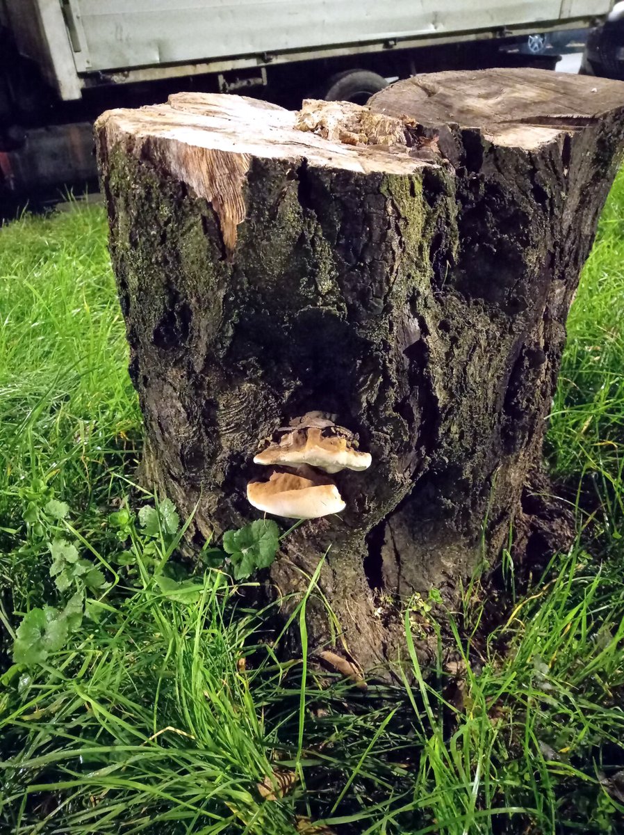 Omar Abu Leila tweet media