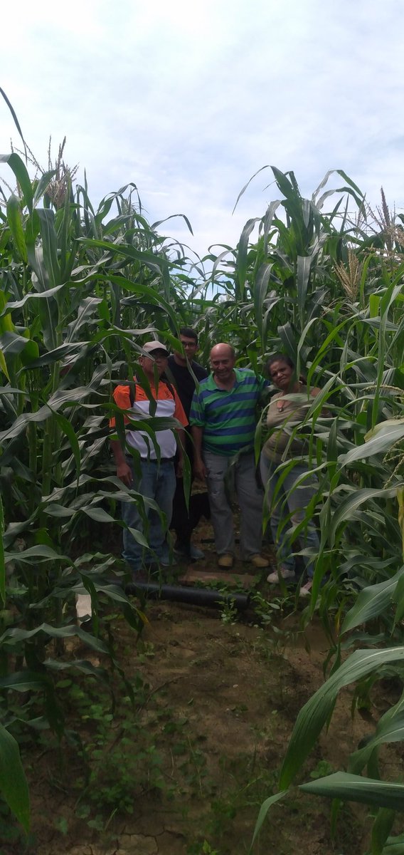 En el Ministerio de Ciencia y Tecnología  @Mincyt_V, a través de su ente adscrito <a href="/codecyt/">CODECYT, S.A</a>  impulsamos la multiplicación y rescate de la Semilla Campesina, Variedades de Maíz Cariaco Criollo y Amarillo Criollo, en alianza con la <a href="/UPTAG_FALCON/">Universidad Politécnica Territorial Alonso Gamero</a>