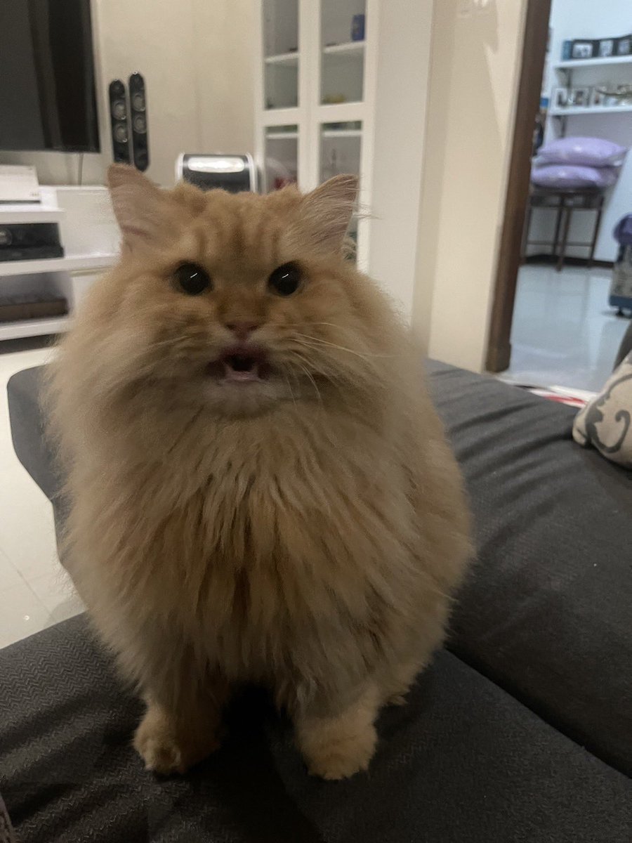 Pico🦁N Krucils tweet media