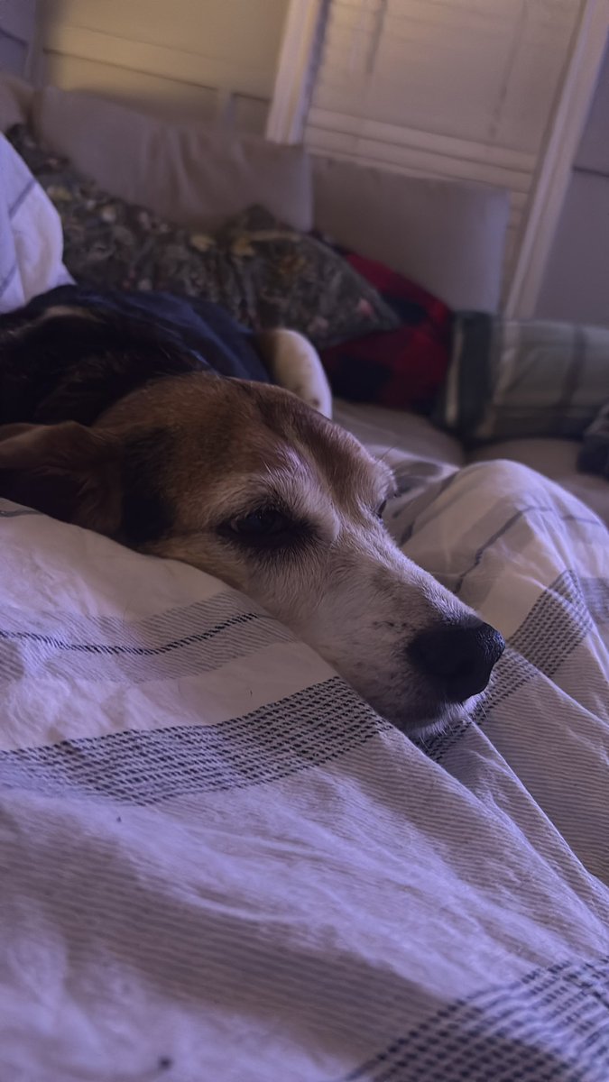 Getting back to regular content after my Mom went nuts there for a few weeks trying to get <a href="/taylorswift13/">Taylor Swift</a> tickets. 
I have returned to cleanse your timeline!

Also I’m cute! 🥰