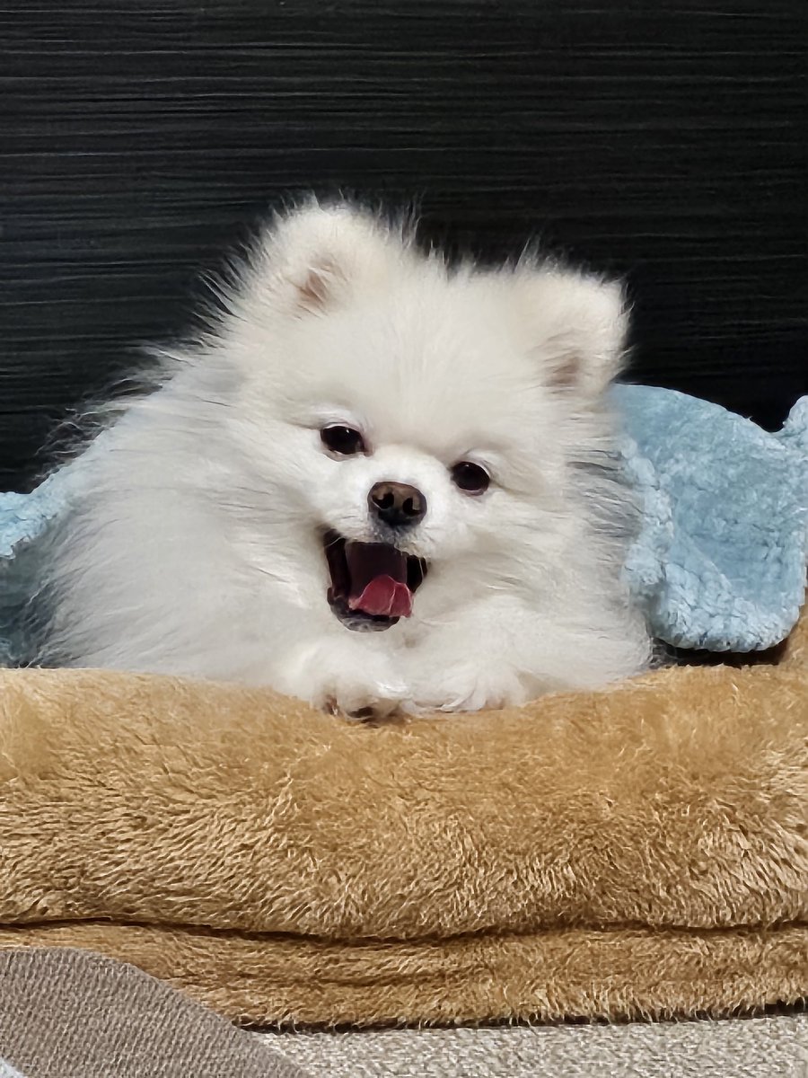 おねむ💤ゆきちゃん🐶😪💤💤💕