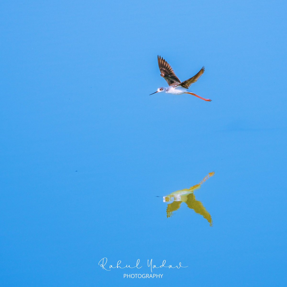 rahul_in_u's tweet image. Grace in motion, symmetry in stillness. 🌊✨ A Black-winged Stilt in flight, mirrored perfectly on calm waters. Nature’s harmony in every move. 💙

Your favorite spot for reflections? 🌿📸 #birdphotography #WildlifeConservation #reflections