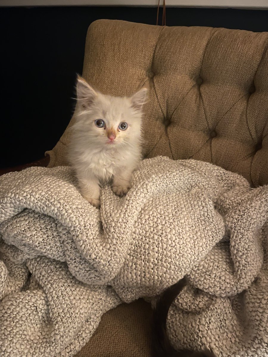 KaareJohnson's tweet photo. Found a kitten.  Available for free adoption.  Needs an indoor home.   Tweet back or DM me if interested.  I’ll pay for initial vet checkup and shots.  Super sweet kitten.  Very friendly https://t.co/yzJ4qKcmBY