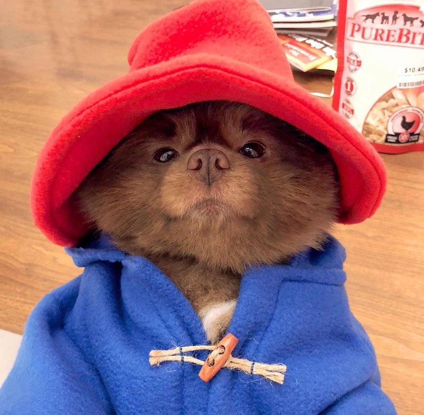 2ndGeartrades's tweet photo. $BERT
Still cannot process the news of his passing away, even after a day. Stay strong @kathygrayson
I hope now more than ever, the legacy of Bert lives on through @bertcoincto & @woofhub
No matter what, I'll forever be a fan and admirer.
#ForBert https://t.co/TeYv5yUDk5