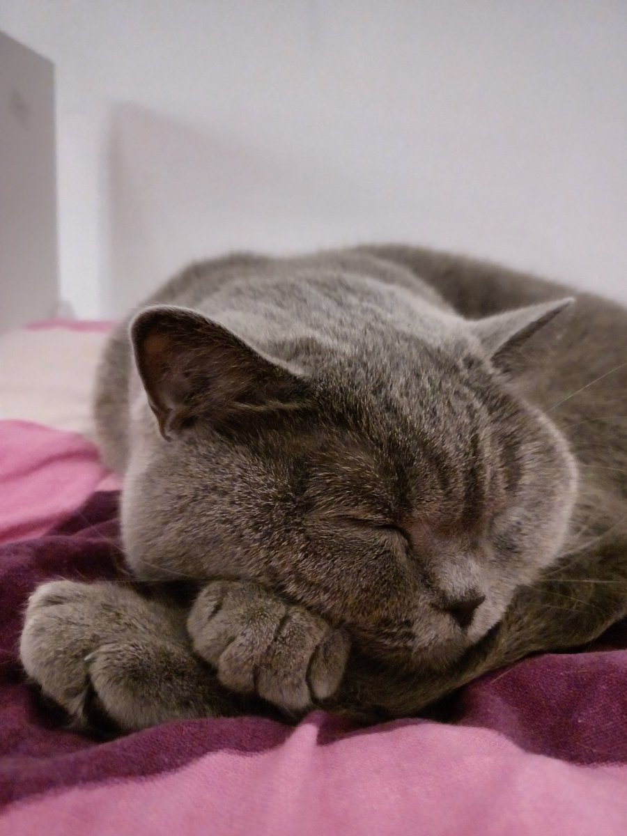 dakywich's tweet photo. Hi all, I'm on bluesky now so if you also have an acc there pls drop me a follow. Let's be moots there too 🫶🏻🫶🏻
https://t.co/NYJXhYdky5
🫶🏻 pic of my cat for the attention 🫶🏻 https://t.co/KlQPJKwWsZ