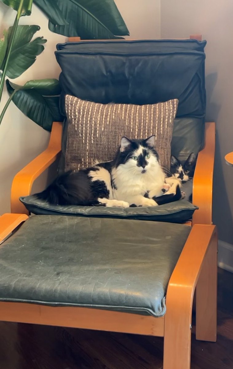 モーモーキティ (@nekomoomoo) on Twitter photo 