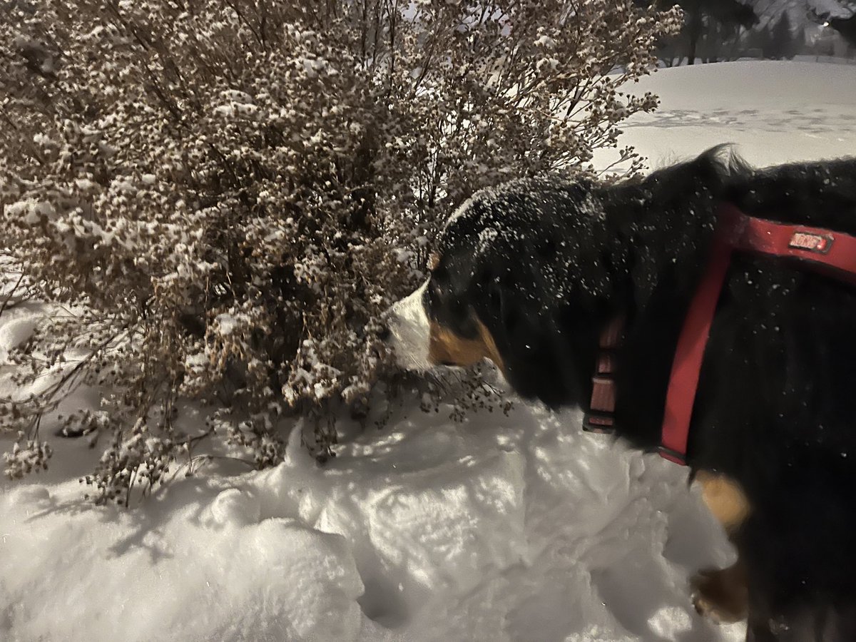 LittleDenene's tweet photo. It won’t stop snowing, and she loves it! 

#doublecoat #snowdog #dogsofx #Saskatchewan https://t.co/fTcoTmeFvc