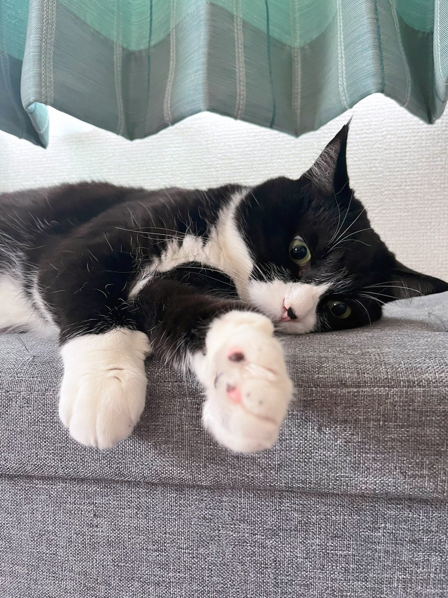 お久しこにゃにゃちわ🐱❤️
シュシュもままちゃんも元気ですっ!!
みなさま元気かにゃ😽

🐾が可愛すぎるシュシュ🤣