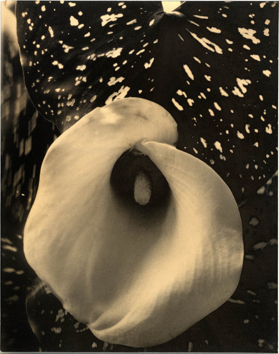 Art_Blart's tweet photo. Exhibition: 'Photo-Secession: Painterly Masterworks of Turn-of-the-Century Photography' at the Utah Museum of Fine Arts, Salt Lake City ""Id est / that is"" https://t.co/jQfZD1StEI #photosecession #photography #art #painting #utahmuseumoffinearts #umfa #sense @timeoutart https://t.co/1gP3Xy8TNy