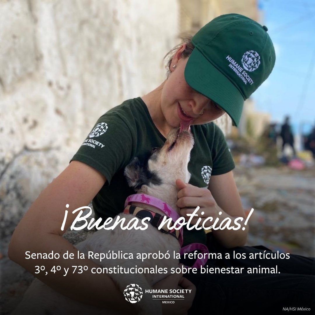 Humane World for Animals Mexico tweet media