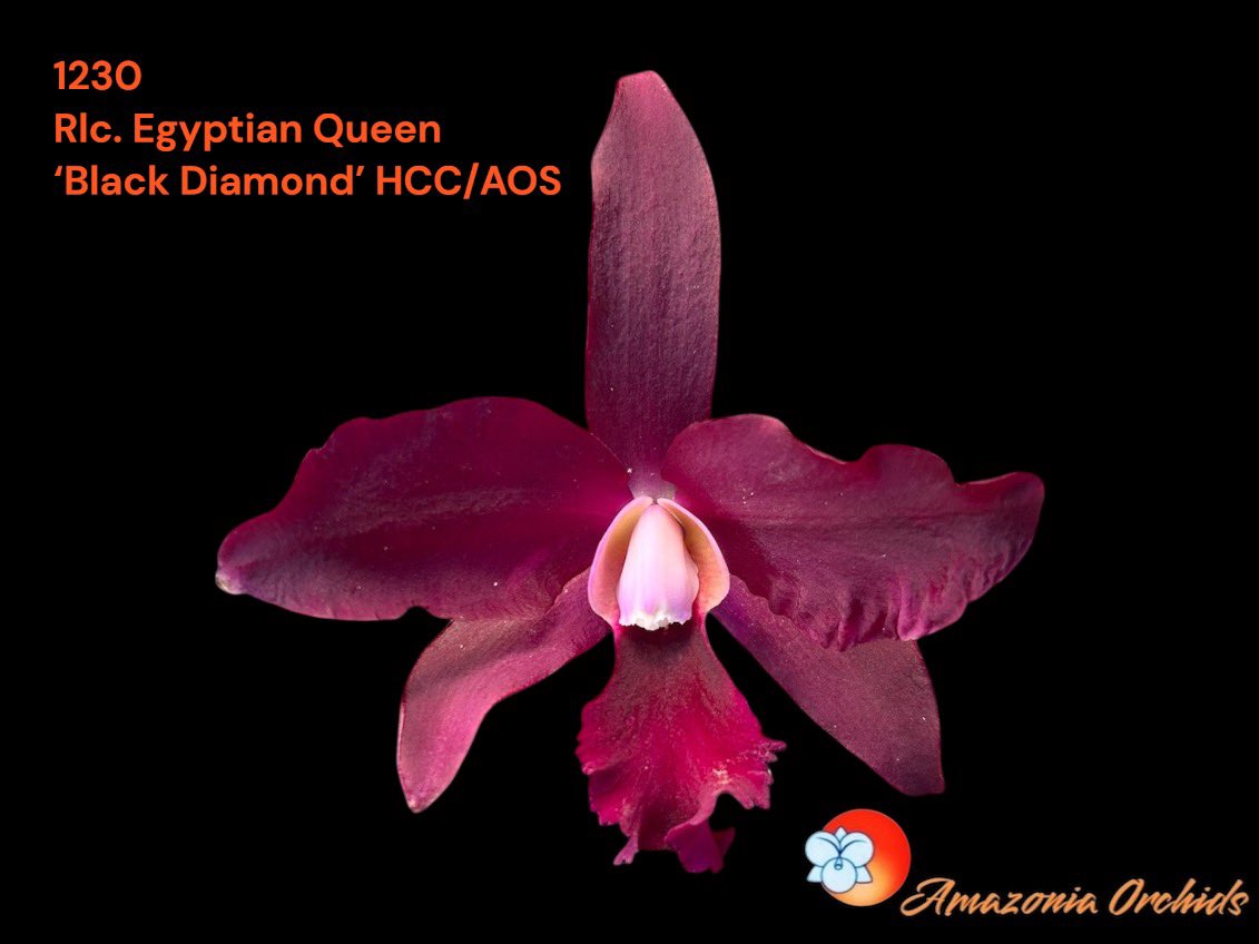 Amazoniaorchids's tweet photo. Rlc. 'Black Diamond' has been in my family for 20 years. Its stunning blooms earned an HCC from AOS. #cattleyas #OrchidLovers https://t.co/BShgyyw5fL