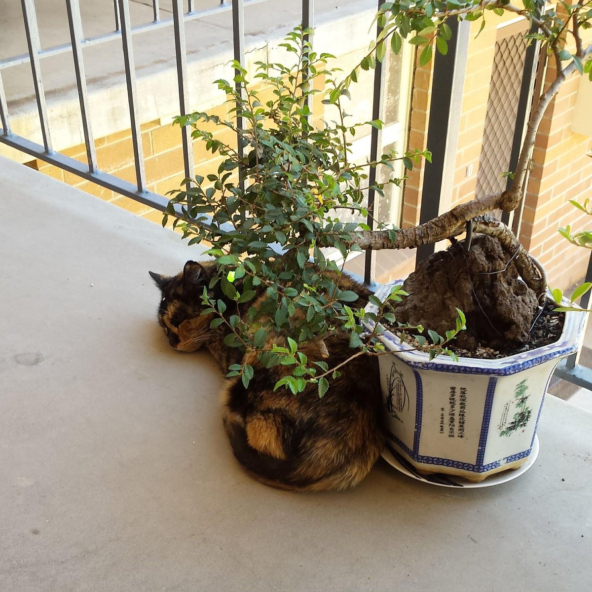 WilsonShilo's tweet photo. My CAT Mittens ASLEEP under my BONSAI TREE, I like to imagine she just finished off @realDonaldTrump a big RAT @realDonaldJNews #weirdhumour https://t.co/1rBoT7dL4i