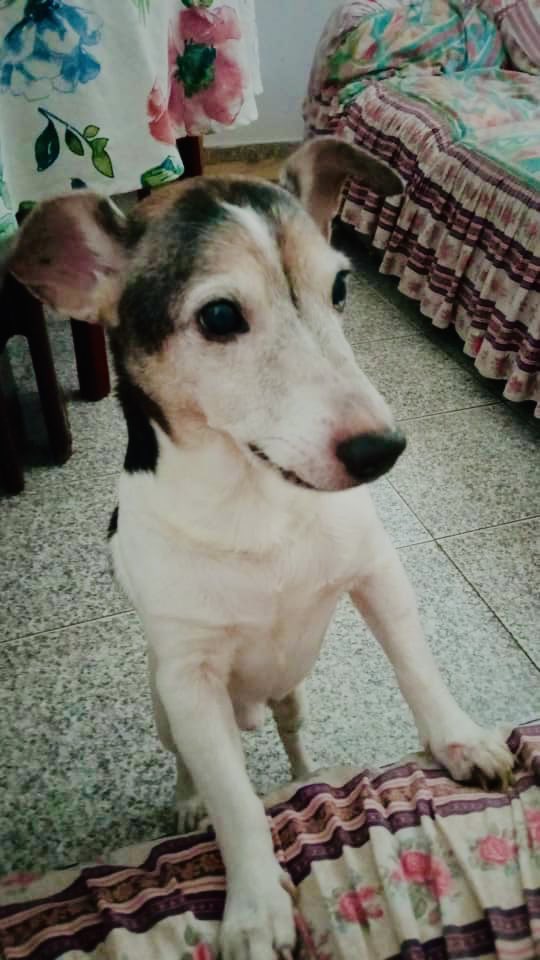 garyjrm's tweet photo. @tschapire Confirmó,mi Pancho se me fue hace dos meses después de 14 años 😭 https://t.co/jMaDYScyZq