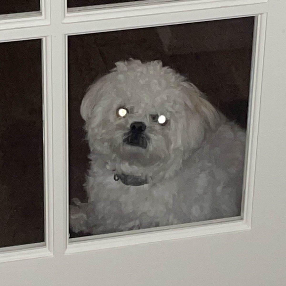 RATDOGSUPREMACY's tweet photo. AIRDROP FOR RATDOG 
Repost, follow and drop your solana address sending randomly 1,000 - 10,000 RATDOG 
ca: CeRx5NS3ZPZjvwP8hcqhwnn8MR91p2dmWLqXc6U2stuH 
#memecoinonsolana #ratdog https://t.co/1rErsrCnq4