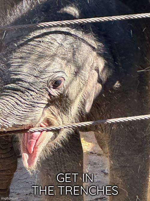 flywheelfund's tweet photo. @cobie How about we make an elephant ATH? $kirby https://t.co/gn8C5g8PJW