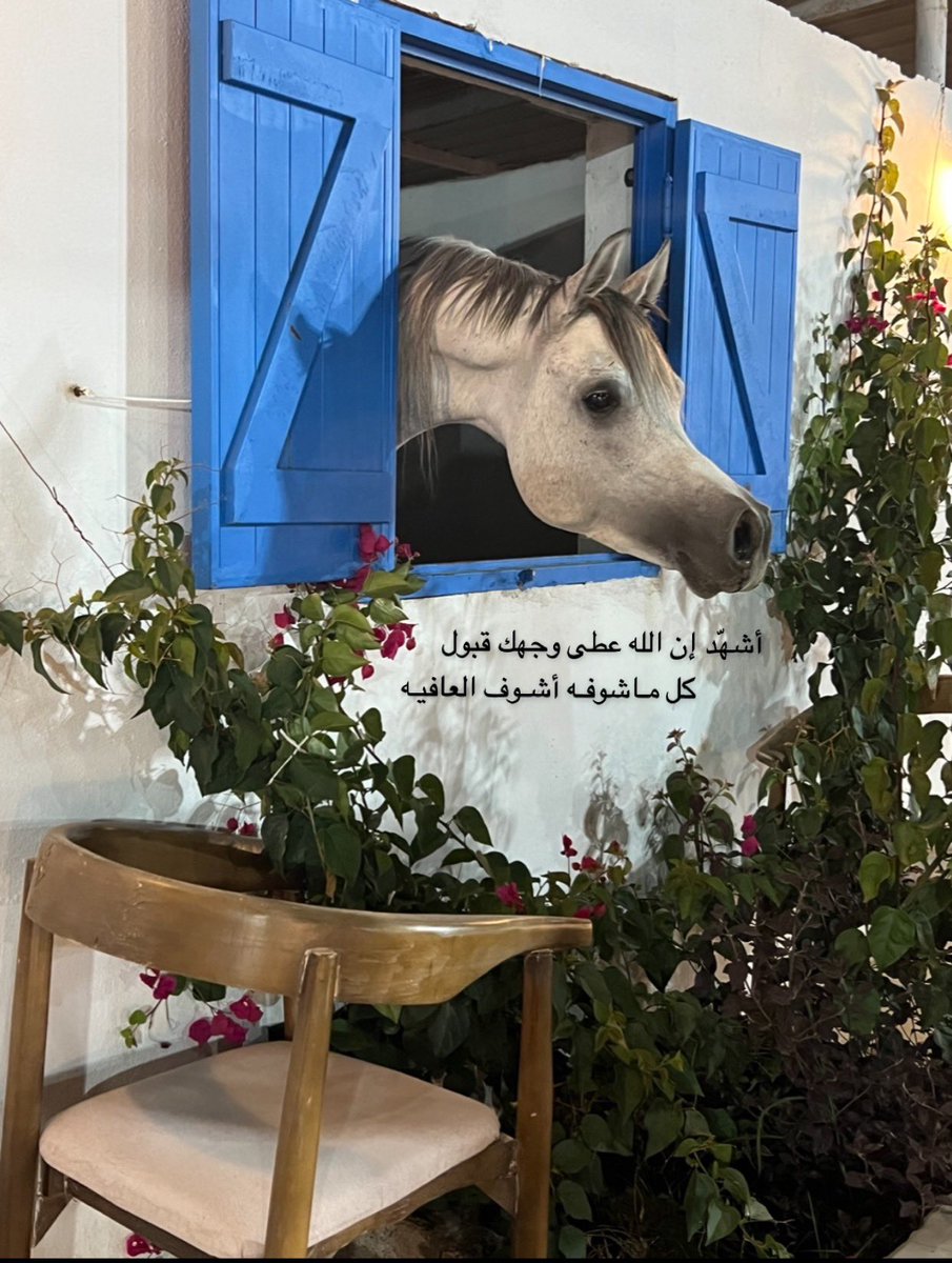 #الخيل العربية