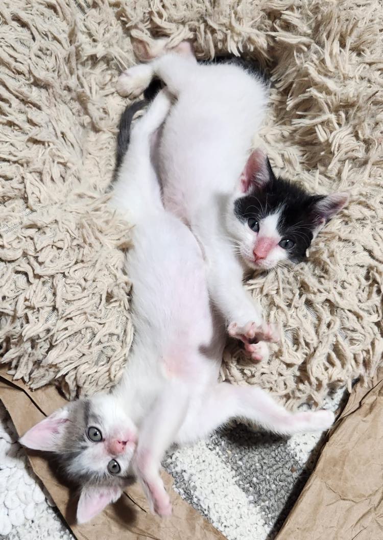 Tomorrow(Friday), Molly &amp; I will be embarking on an adventure to Canada-land! Chip(right) and Chai(left) are being adopted by an esteemed follower, Salinoc!!! We're going to miss these little rescues. <3

#RescueKittens #ReHomedKitten #Adventure #NotQuiteThree #SmolBoop #AuRevoir