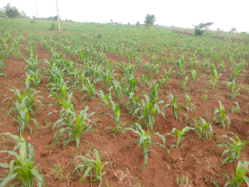#kirundo zone Nyamabuye uravye neza Imana uguma uduga akavura neza bikazotuma turonkat umwimbu ushimishije bikazotuma tucera kuri yambono yakazoza 2040-2060 Kirundo ikongera kuba ikigega cigihugu