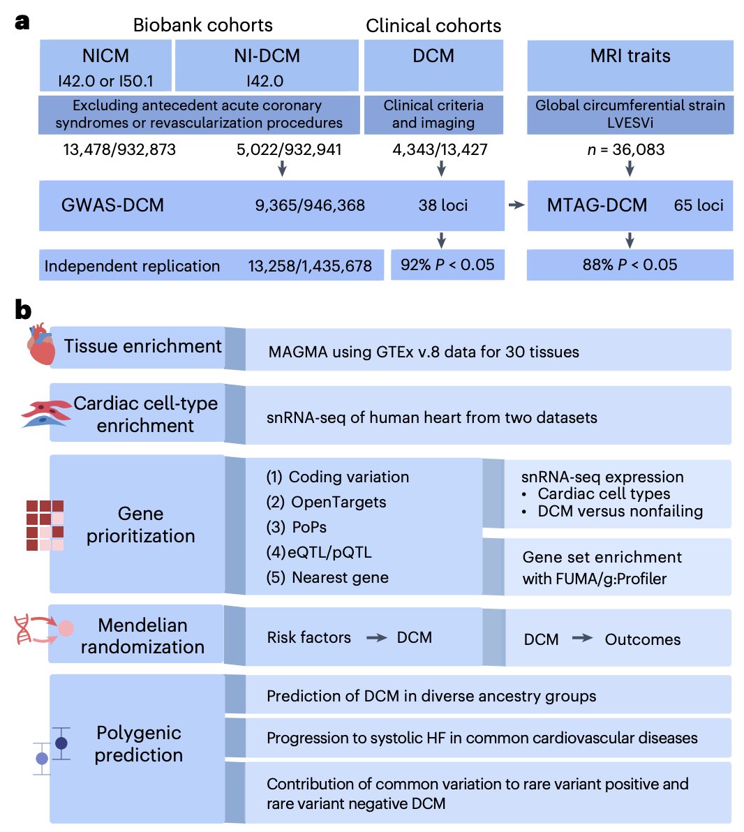 Krishna Aragam (@krishnaaragam) on Twitter photo In <a href="/NatureGenetics/">Orli Bahcall</a>, our international team delivers a GWAS of dilated cardiomyopathy (DCM) - major cause of heart failure/transplant - led by <a href="/JurgensSean/">Sean Jurgens</a>, <a href="/joeltramo/">Joel Rämö</a>, et al., with key leadership from <a href="/patrick_ellinor/">Patrick Ellinor</a>, <a href="/dalygene/">Mark Daly</a>, <a href="/cbezzina1/">Connie Bezzina</a>, and others.
nature.com/articles/s4158… In <a href="/NatureGenetics/">Orli Bahcall</a>, our international team delivers a GWAS of dilated cardiomyopathy (DCM) - major cause of heart failure/transplant - led by <a href="/JurgensSean/">Sean Jurgens</a>, <a href="/joeltramo/">Joel Rämö</a>, et al., with key leadership from <a href="/patrick_ellinor/">Patrick Ellinor</a>, <a href="/dalygene/">Mark Daly</a>, <a href="/cbezzina1/">Connie Bezzina</a>, and others.
nature.com/articles/s4158…