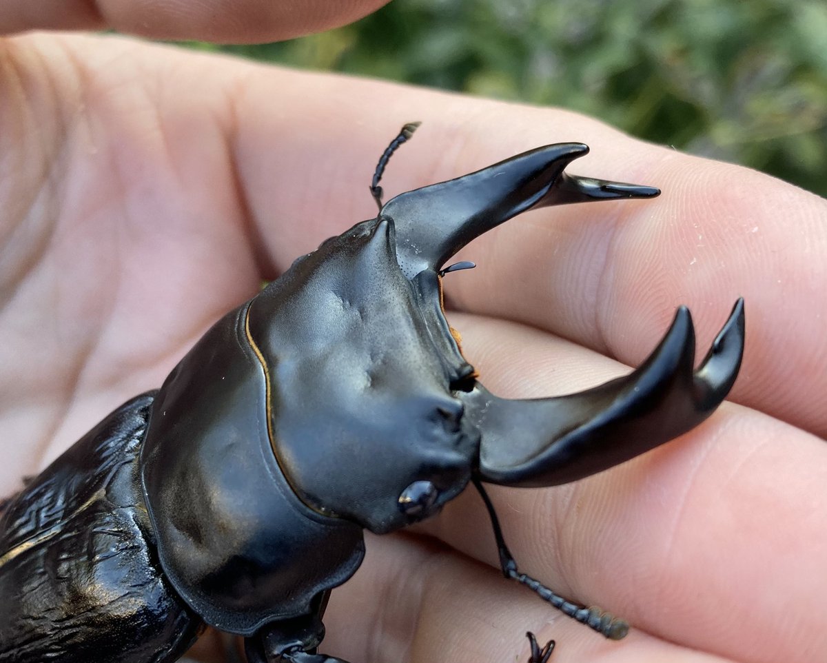 約5ヶ月ぶりのポスト📮

4・5月割り出し組から少しずつ蛹化や羽化するものが出ててきましたが、その中で今期1発目の太めな張飛です(^^)
最終記載体重 : 24g
スペック : 73.2(7.1)mm
スパッとしていて鋭い感じの形状。

規模縮小に向けて少しずつ数を減らしていますが…中々思い通りに進んでいません😶