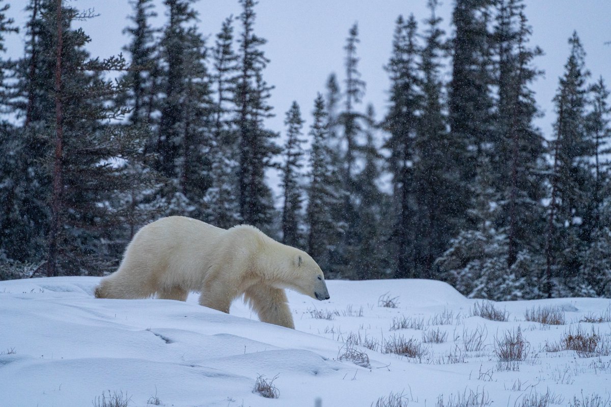 The king of the Arctic…

Gn!