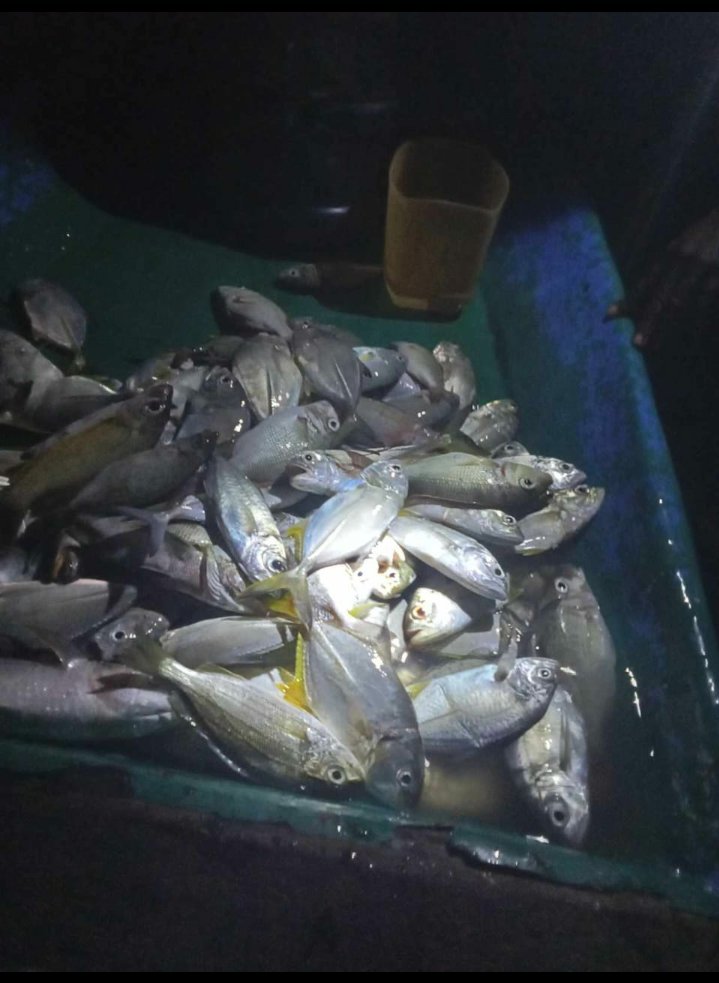 Abil_Ibil's tweet photo. Kamis 21/11/24,Abdul Yusup Tiapon,Luhkan Kab Halmahera Tengah, dengan Mursid Latif Nelayan Desa Air Salobar, Hasil tangkapan ikan bobara putih 27 kg dan ikan Tude 24 kg  #GiatLuhkanSatminkalAmbon
#LuhLapor #Halteng @BP3_Ambon https://t.co/wvVZpDsWPn