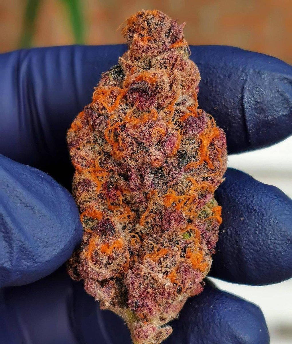 STONERS R US 🍃 tweet media