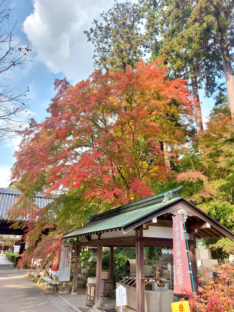 yuk_0407's tweet photo. 白峯寺、紅葉が綺麗でした
番猫のつくねちゃんが可愛いかった https://t.co/SXfczbQgmI