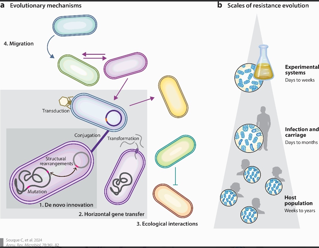 Antibiotic Steward Bassam Ghanem 🅱️C🆔🅿️🌟 tweet media