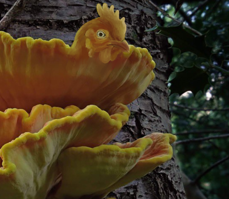 Chicken of the Woods #FungiFriday