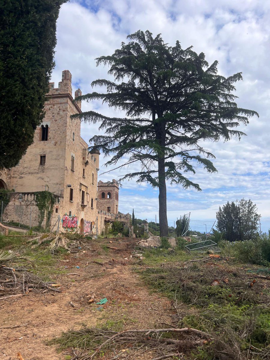 ⚠️ Tala massiva de centenars d'arbres al castell de Can Jaumar🆘
Hem forçat la convocatòria d'un ple extraordinari 
📆 proper, dimecres, 13 nov, 18h, Saló plens Ajuntament
❌ Cal exigir responsabilitats
Podeu seguir el ple en directe o en streaming per la web Ajuntament #cabrils