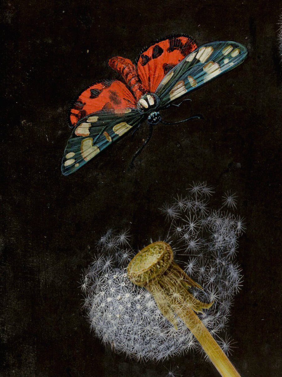 CienciaconArte's tweet photo. Diente de león (c.1750) de la artista y naturalista Barbara Regina Dietzsch (1706–1783).

Mi título alternativo: Mariposa pidiendo un deseo 🦋 https://t.co/TkPsUL5IN9