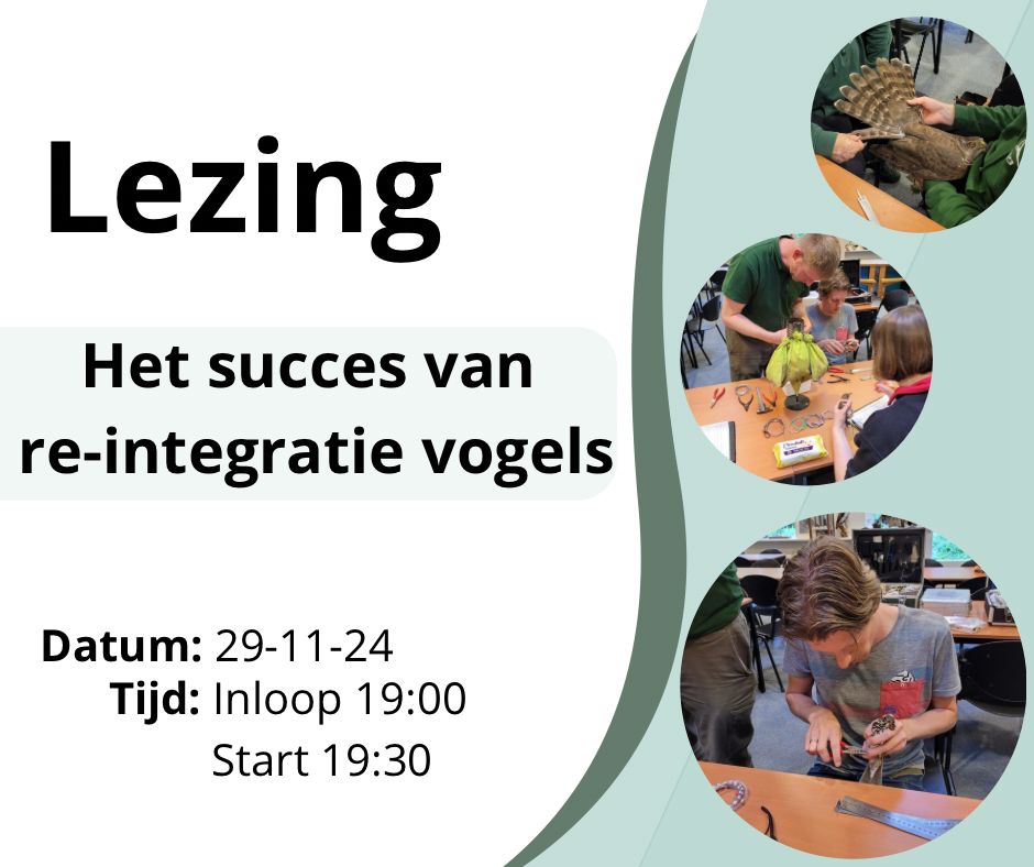 • Lezing #reïntegratie #gerevalideerde #vogels • Op 29 november verzorgt Jeroen Breidenbach een #lezing op de #Fûgelhelling over het lopende #ringproject op de #wildopvang. de Feart 1 Ureterp Entree: € 5 p.p. Inloop vanaf 19:00 Lezing 19:30-21:30
Opgave;info@defugelhelling.nl