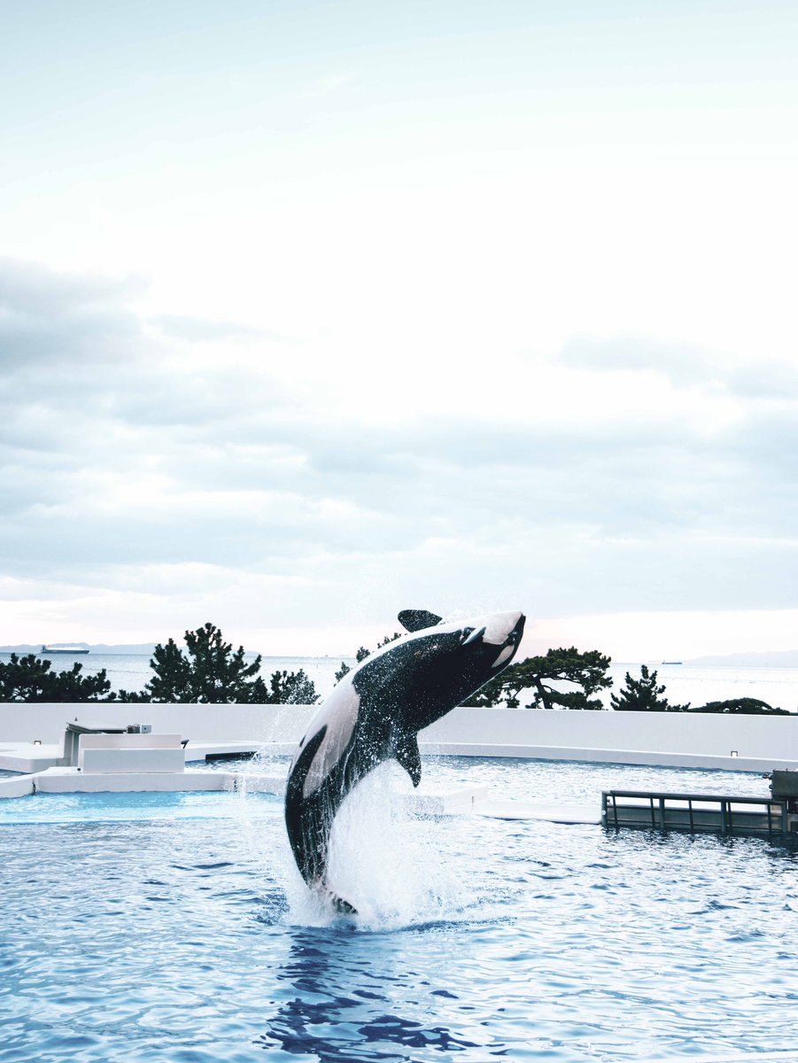 ORCA📸
<a href="/Kobe_SumaSea/">神戸須磨シーワールド</a> 

#神戸須磨シーワールド