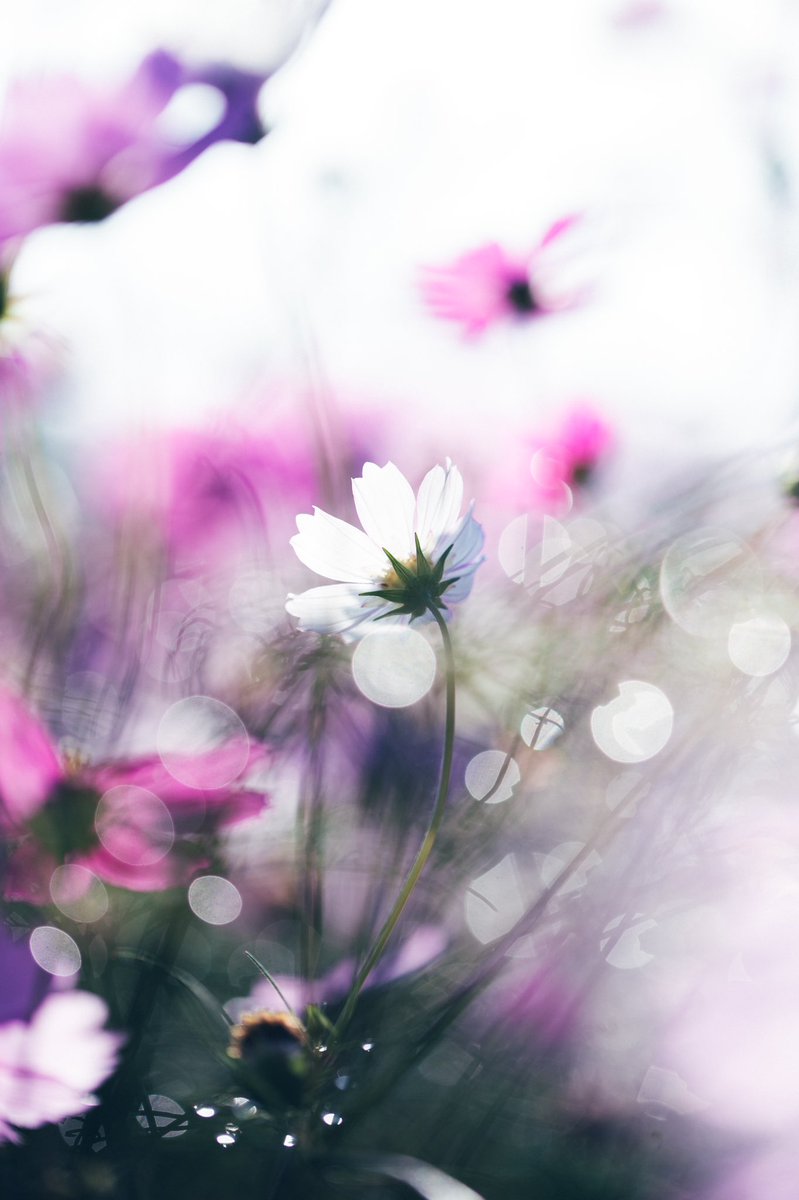 密。 (@corbeau_noir__) on Twitter photo 