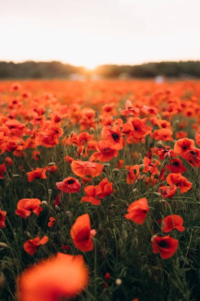 Today ‘We will remember them’. 
#LestWeForget
