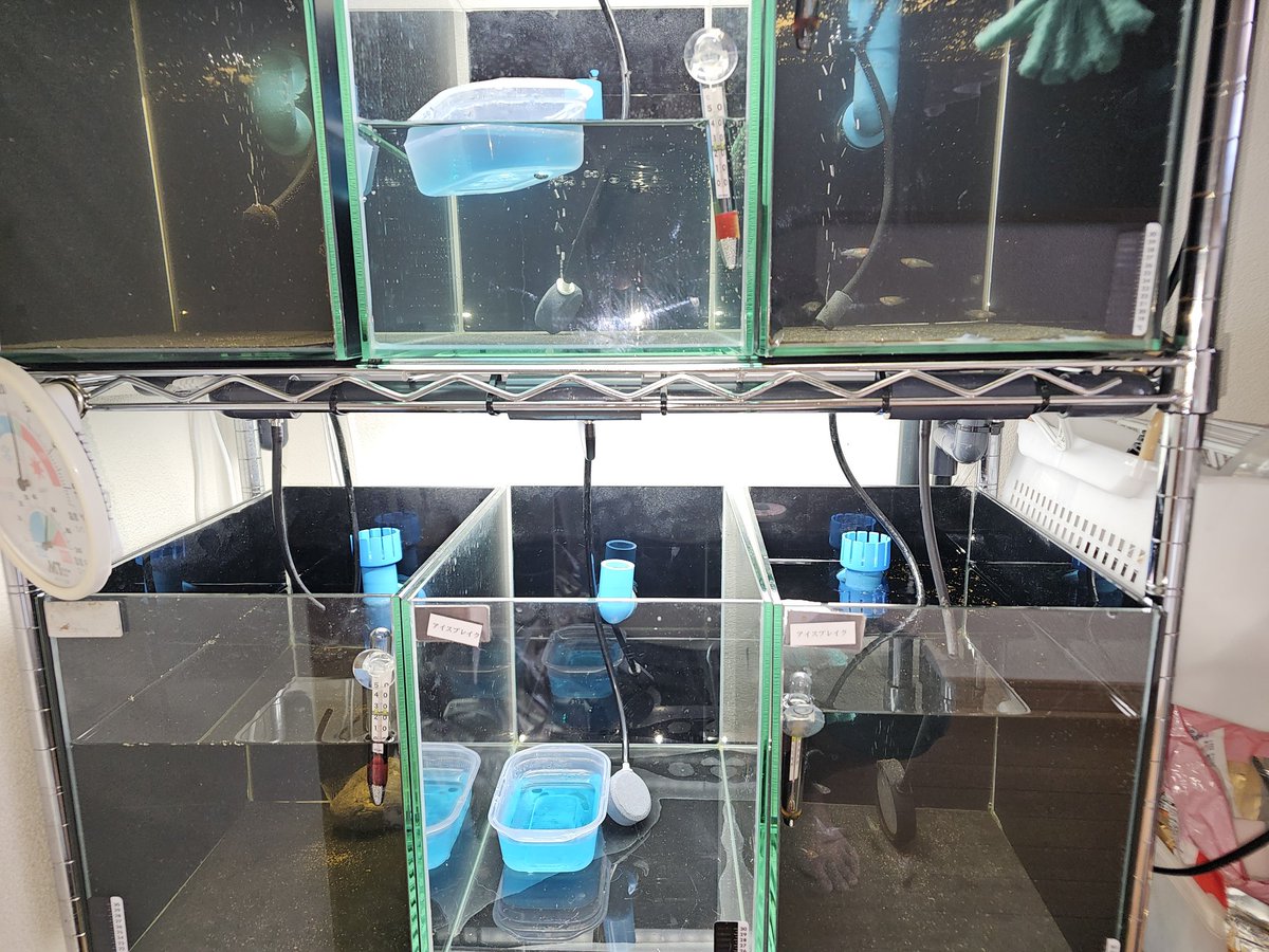 冬準備終了。
年々メダ活が、縮小気味。
今年も、２品種だけ室内で楽しみます。
ミジンコは、今年で屋内終了して、来年からは、手間を減らす為に、春先に購入して増やして、冬迄には与えきるやり方に戻します。